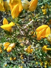 Aspalathus excelsa