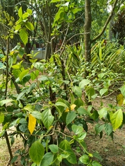 Hibiscus rosa-sinensis