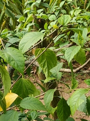 Hibiscus rosa-sinensis