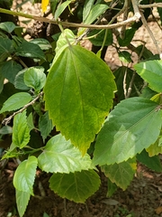 Hibiscus rosa-sinensis