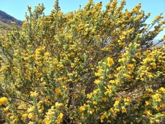 Aspalathus excelsa