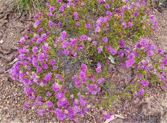 Homalocalyx polyandrus