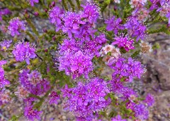 Homalocalyx polyandrus