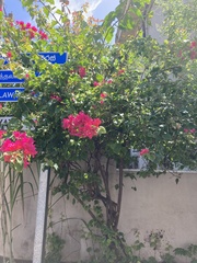 Bougainvillea
