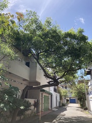 Bougainvillea