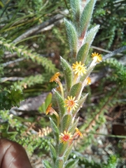Struthiola tomentosa