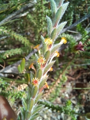 Struthiola tomentosa