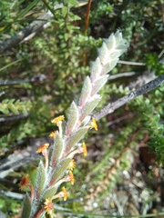 Struthiola tomentosa