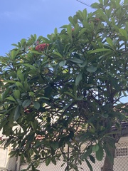 Plumeria rubra