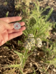 Achillea millefolium