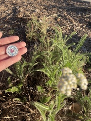 Achillea millefolium