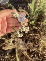 Achillea millefolium