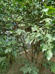 Murraya paniculata