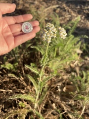 Achillea millefolium