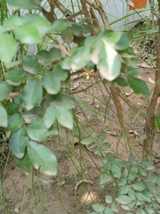 Murraya paniculata