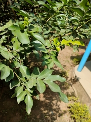 Murraya paniculata