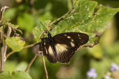 Pseudacraea lucretia