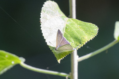 Hypolycaena buxtoni