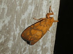 Miltochrista pyraula