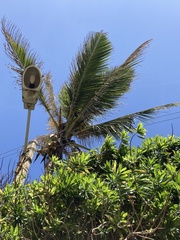 Cocos nucifera