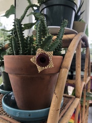 Huernia zebrina