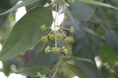 Lippia umbellata