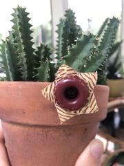 Huernia zebrina
