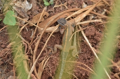 Sceloporus variabilis olloporus