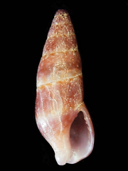 Image of Aesopus clausiliformis