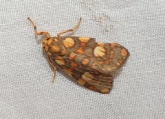 Miltochrista quadrilineata