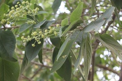 Lippia umbellata