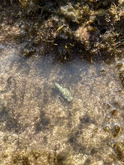 Lamprohaminoea cymbalum