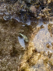 Lamprohaminoea cymbalum