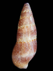 Aesopus clausiliformis