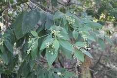 Lippia umbellata