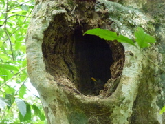 Turdus xanthorhynchus