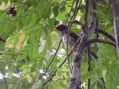 Turdus xanthorhynchus
