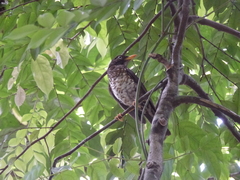 Turdus xanthorhynchus