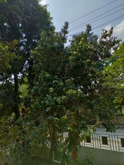 Cinnamomum verum