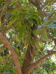 Cinnamomum verum