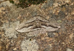 Menophra harterti