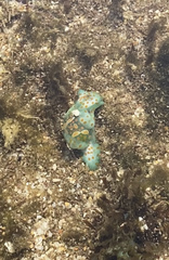 Lamprohaminoea cymbalum