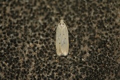 Nothris verbascella