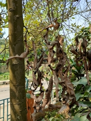 Monoon longifolium