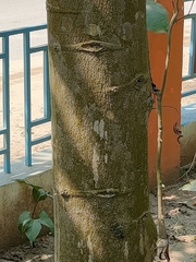 Monoon longifolium
