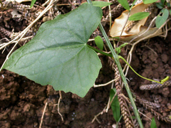 Zehneria baueriana