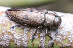 Actenodes calcaratus