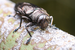 Actenodes calcaratus