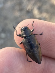 Actenodes calcaratus