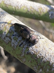 Actenodes calcaratus